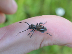 Neodorcadion bilineatum