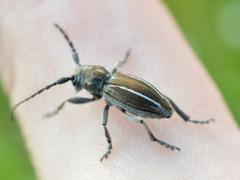 Neodorcadion bilineatum