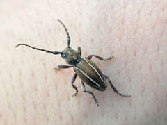 Neodorcadion bilineatum