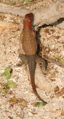 Microlophus delanonis