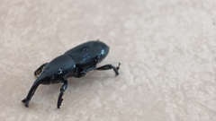 Scyphophorus