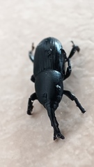 Scyphophorus
