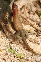 Microlophus delanonis