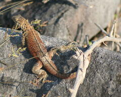 Microlophus delanonis