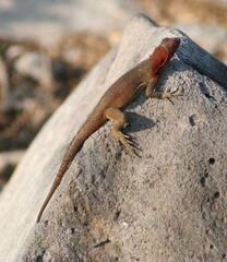 Microlophus delanonis