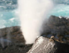 Microlophus delanonis