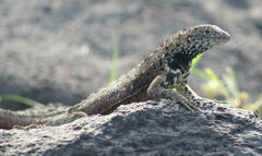 Microlophus delanonis