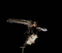 Holcocephala