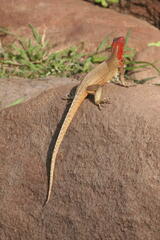 Microlophus delanonis