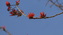 Erythrina variegata