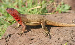 Microlophus delanonis