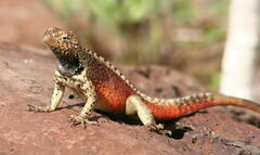 Microlophus delanonis