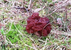 Gyromitra esculenta