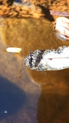 Limnogonus