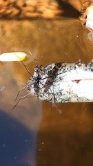 Limnogonus