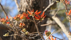 Erythrina variegata