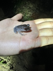 Leptobrachium hendricksoni