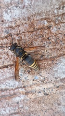 Brachygastra mellifica