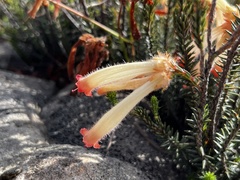 Erica cerinthoides