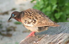 Zenaida galapagoensis