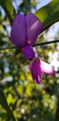 Lathyrus vestitus alefeldii
