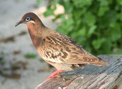 Zenaida galapagoensis