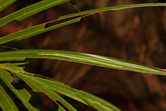 Graeffea seychellensis