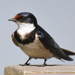 White-throated Swallow - Photo (c) Mike Cilliers, some rights reserved (CC BY-NC-ND)