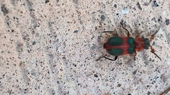 Collops quadrimaculatus