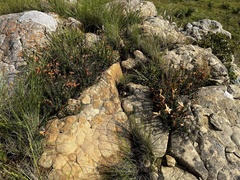 Erica cerinthoides