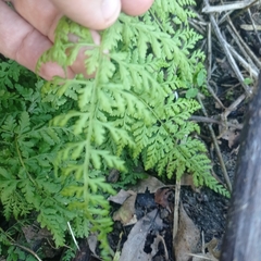 Cystopteris diaphana