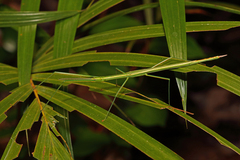 Graeffea seychellensis
