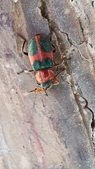 Collops quadrimaculatus