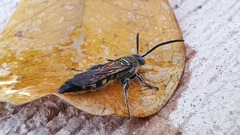 Xanthocampsomeris limosa