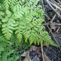 Cystopteris diaphana