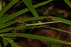 Graeffea seychellensis