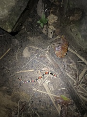 Micrurus surinamensis