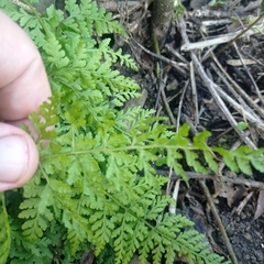 Cystopteris diaphana