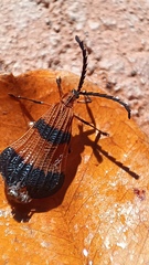 Calopteron terminale