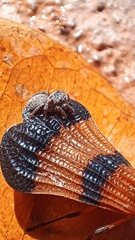 Calopteron terminale