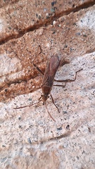 Burtinus notatipennis
