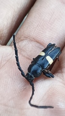 Lissonotus flavocinctus