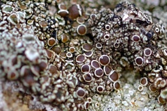 Lecanora campestris