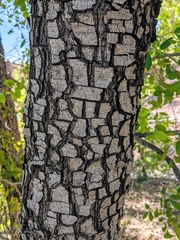 Diospyros humilis