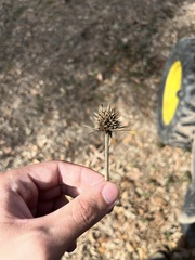 Eryngium yuccifolium