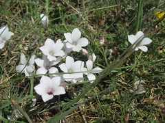 Linum tenuifolium