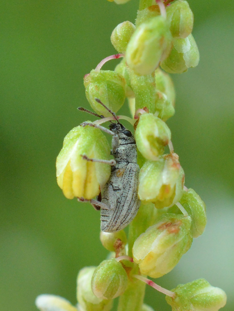 Polydrusus tibialis