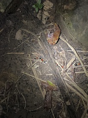 Micrurus surinamensis