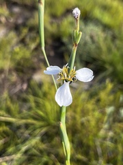 Moraea brevistyla