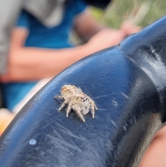 Hyllus